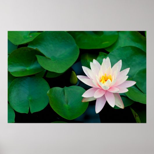 Lotus Blume und Lily Pads Poster (Vorne)
