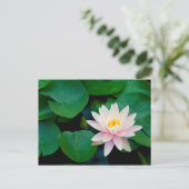 Lotus Blume und Lily Pads Postkarte (Stehend Vorderseite)