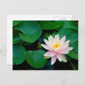 Lotus Blume und Lily Pads Postkarte (Vorne/Hinten)