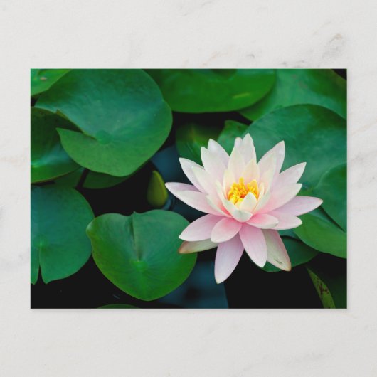 Lotus Blume und Lily Pads Postkarte (Vorderseite)