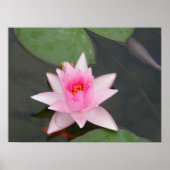 Lotus Blume/Wasserlilie Poster (Vorne)