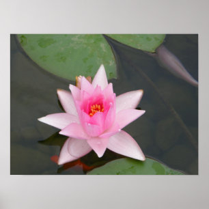 Lotus Blume/Wasserlilie Poster
