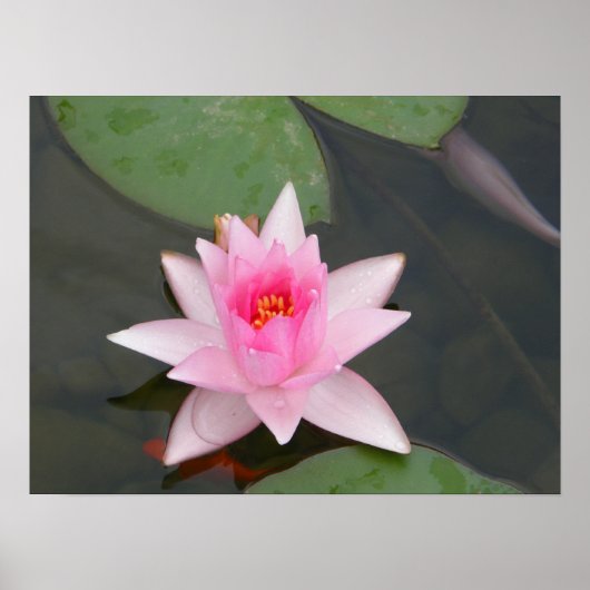 Lotus Blume/Wasserlilie Poster (Vorne)