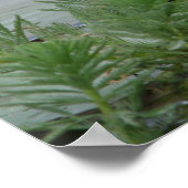 Lotus Blume/Wasserlilie Poster (Ecke)