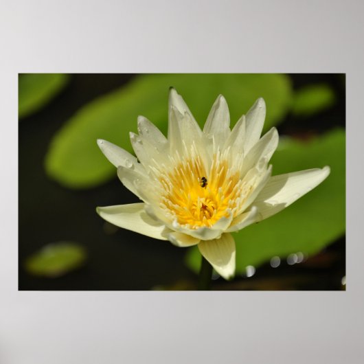 Lotus-Blume (Wasserlilie) Poster (Vorne)