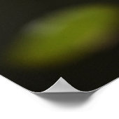 Lotus-Blume (Wasserlilie) Poster (Ecke)
