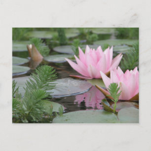 Lotus Blume/Wasserlilie Postkarte