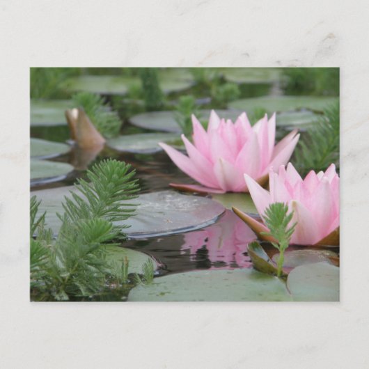 Lotus Blume/Wasserlilie Postkarte (Vorderseite)