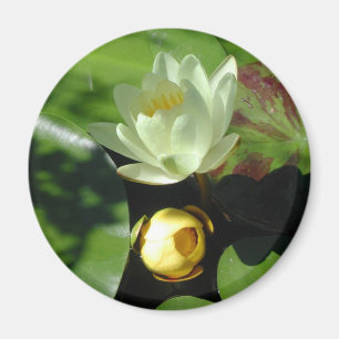 Lotus-Blüten-Magnet Magnet