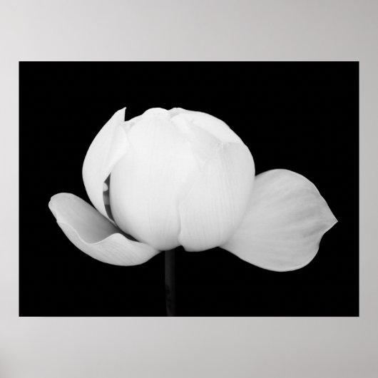 Lotus Bud Poster (Vorne)