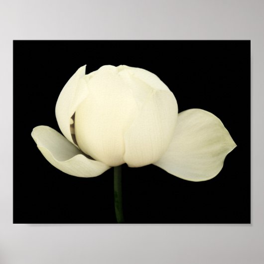 Lotus Bud Poster (Vorne)