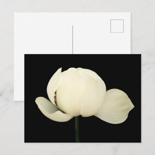 Lotus Bud Postkarte (Vorne/Hinten)