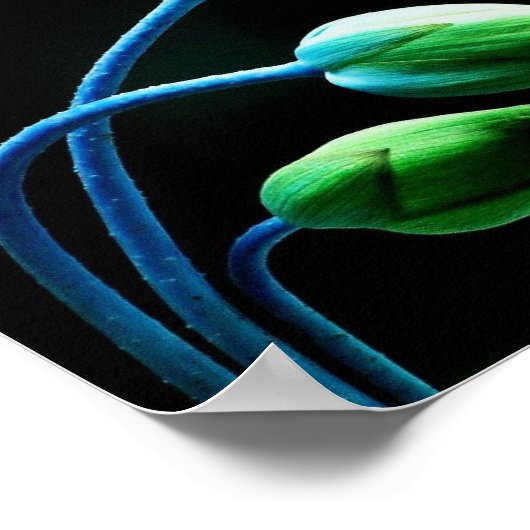 Lotus Buds Poster (Ecke)