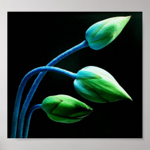 Lotus Buds Poster