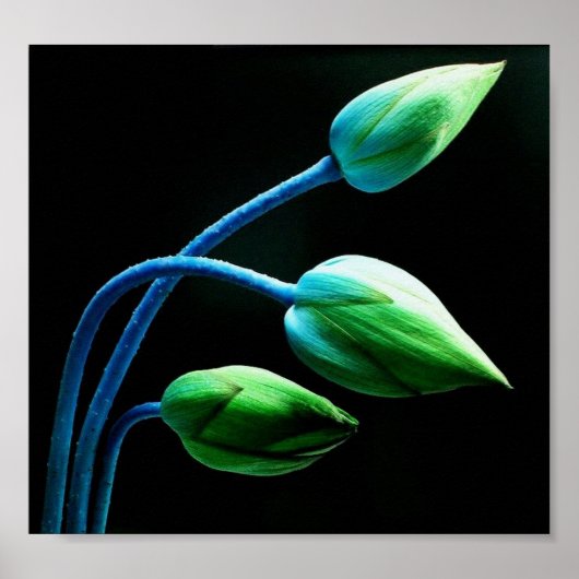 Lotus Buds Poster (Vorne)
