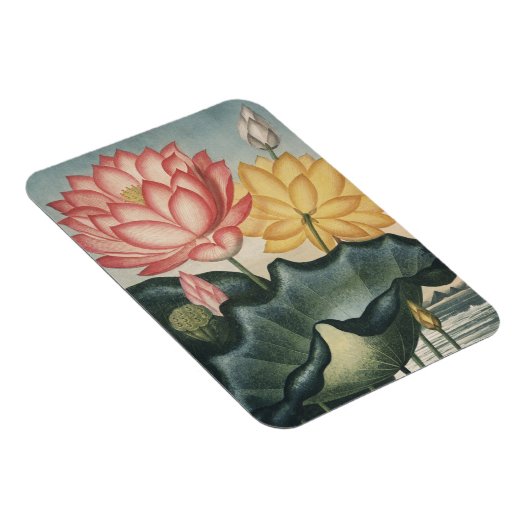 Lotus Fine Art Magnet (Rechte Seite)