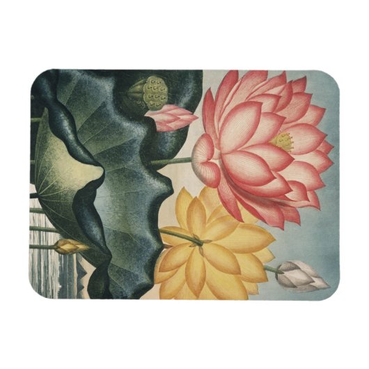 Lotus Fine Art Magnet (Horizontal)