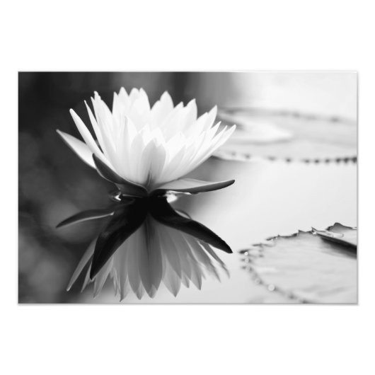 Lotus Foto Print (Vorne)