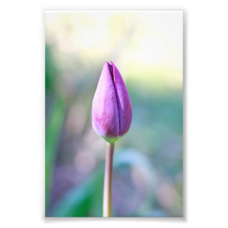 Lotus Fotodruck