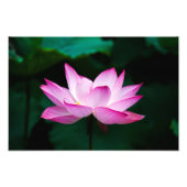 Lotus Fotodruck (Vorne)
