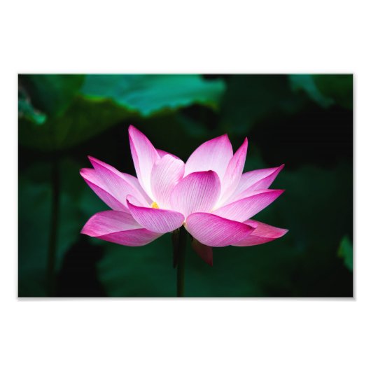 Lotus Fotodruck (Vorne)