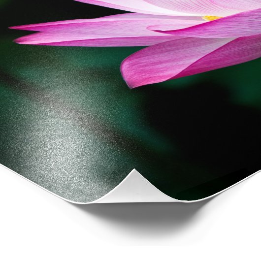 Lotus Fotodruck (Ecke)