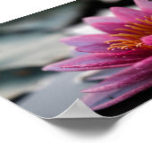 LOTUS FOTOGRAFISCHER POSTER (Ecke)