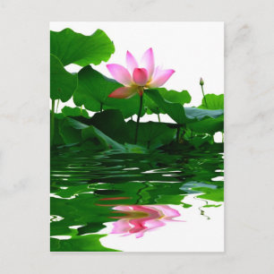 Lotus grünes Wasser Zen Ruhe herrlich Postkarte