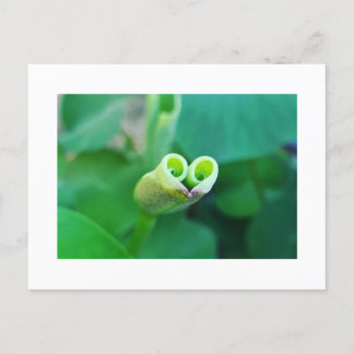 Lotus Heart ポストカード Postkarte