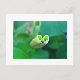 Lotus Heart ポストカード Postkarte