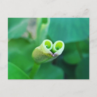 Lotus Heart ポストカード Postkarte