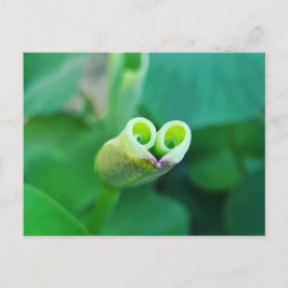 Lotus Heart ポストカード Postkarte