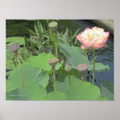 Lotus im Garten Poster (Vorne)