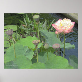 Lotus im Garten Poster
