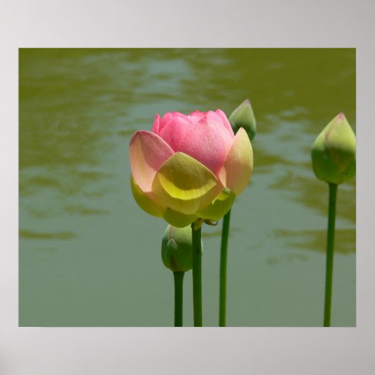 Lotus in Bloom Poster (Vorne)