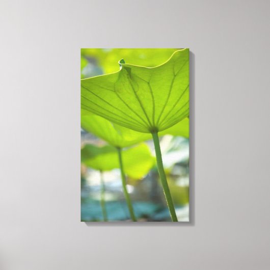Lotus Leinwanddruck (Vorderseite)