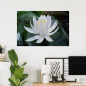 Lotus oder Wasserlilie und Bedeutung Poster (Heimbüro)