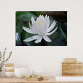 Lotus oder Wasserlilie und Bedeutung Poster (Küche)