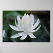 Lotus oder Wasserlilie und Bedeutung Poster (Vorne)