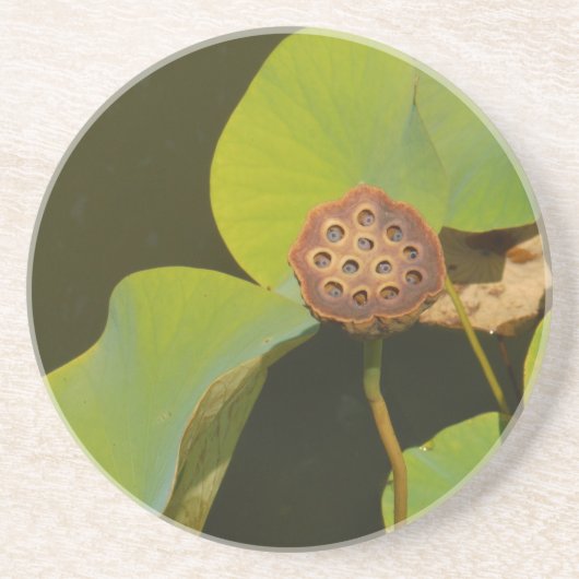 Lotus Pod und Lilly Pad Sandstein Untersetzer (Vorne)