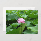 Lotus Post Card Postkarte (Vorne/Hinten)