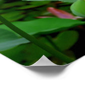 Lotus Poster (Ecke)