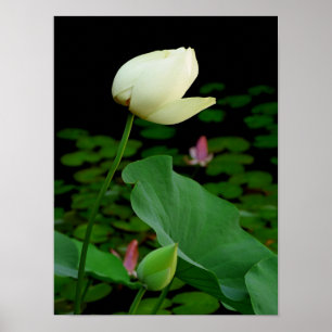 Lotus Poster