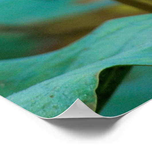 ...Lotus Poster (Ecke)