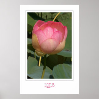 Lotus Poster