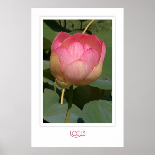 Lotus Poster (Vorne)