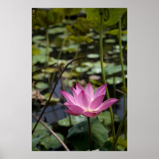 Lotus Poster (Vorne)