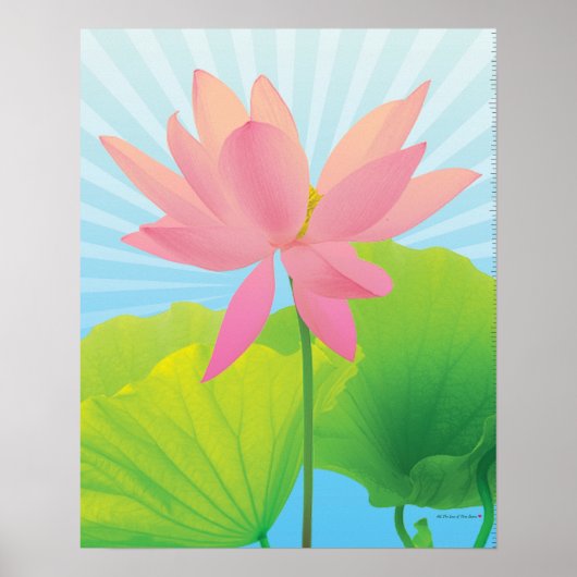 Lotus Poster (Vorne)