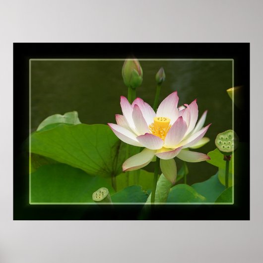 Lotus Poster (Vorne)
