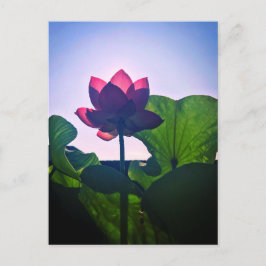 Lotus Postkarte